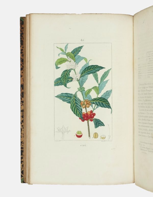 <span class="artist-name-product">CHAUMETON  François Pierre</span> Flore médicale. [Et:] Iconographie Végétale ou Organisation des végétaux. Illustrée au moyen de figures analytiques par. P.J.F. Turpin. – Image 3