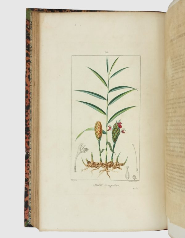 <span class="artist-name-product">CHAUMETON  François Pierre</span> Flore médicale. [Et:] Iconographie Végétale ou Organisation des végétaux. Illustrée au moyen de figures analytiques par. P.J.F. Turpin. – Image 5