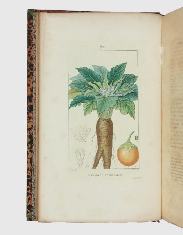 <span class="artist-name-product">CHAUMETON  François Pierre</span> Flore médicale. [Et:] Iconographie Végétale ou Organisation des végétaux. Illustrée au moyen de figures analytiques par. P.J.F. Turpin. – Image 6