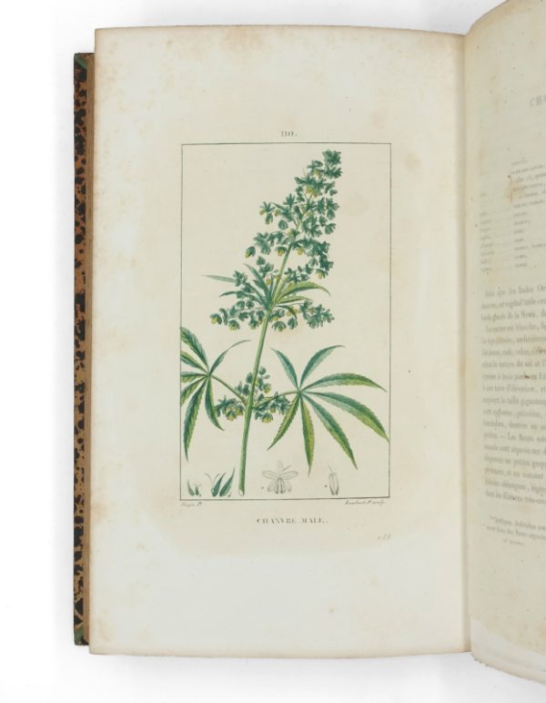<span class="artist-name-product">CHAUMETON  François Pierre</span> Flore médicale. [Et:] Iconographie Végétale ou Organisation des végétaux. Illustrée au moyen de figures analytiques par. P.J.F. Turpin. – Image 7