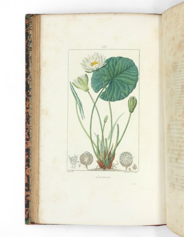 <span class="artist-name-product">CHAUMETON  François Pierre</span> Flore médicale. [Et:] Iconographie Végétale ou Organisation des végétaux. Illustrée au moyen de figures analytiques par. P.J.F. Turpin. – Image 8