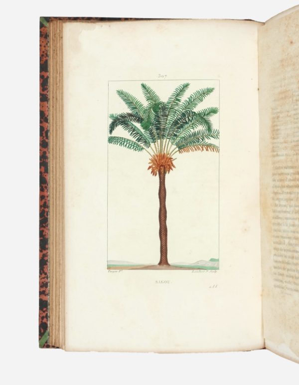 <span class="artist-name-product">CHAUMETON  François Pierre</span> Flore médicale. [Et:] Iconographie Végétale ou Organisation des végétaux. Illustrée au moyen de figures analytiques par. P.J.F. Turpin. – Image 9