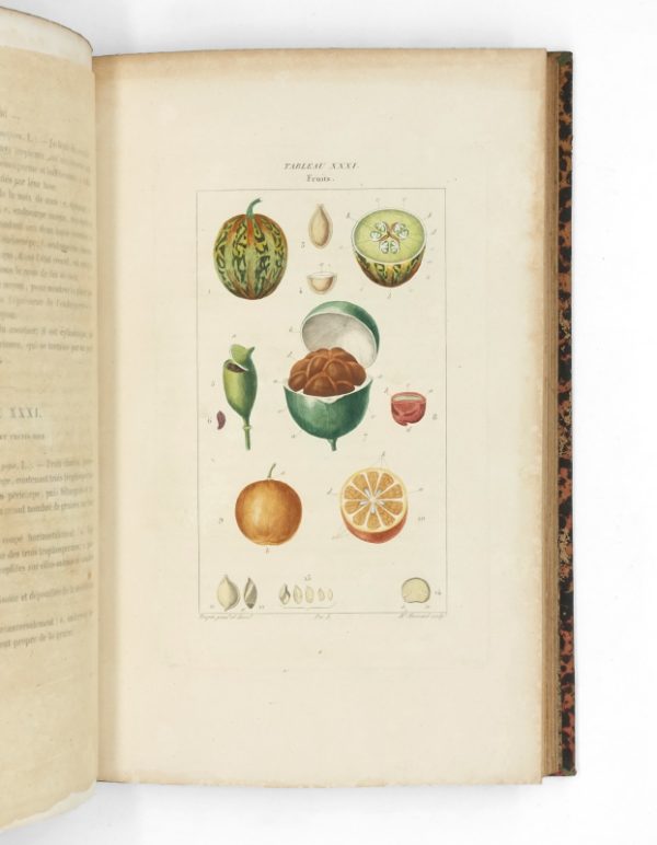 <span class="artist-name-product">CHAUMETON  François Pierre</span> Flore médicale. [Et:] Iconographie Végétale ou Organisation des végétaux. Illustrée au moyen de figures analytiques par. P.J.F. Turpin. – Image 10