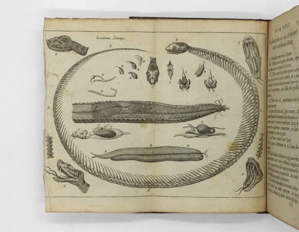 <span class="artist-name-product">CHARAS  Moyse</span> Nouvelles expériences sur la vipère, ou l'on verra une description exacte de toutes ses parties, la source de son venin, ses divers effets, et les remèdes exquis que les artistes peuvent tirer de la vipère, tant pour la guérison sur ses morsures, que pour celle de plusieurs autres maladies. – Image 5