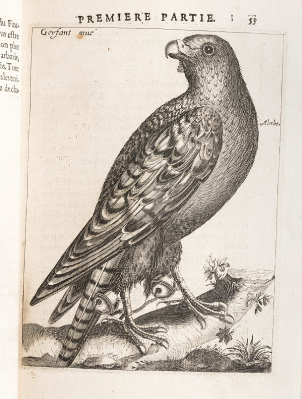 <span class="artist-name-product">ARCUSSIA  Charles d'</span> La Fauconnerie. Divisée en dix parties. Avec les portraicts au naturel de tous les oyseaux. [Suivie de:]- Lettres de Philoierax à Philofalco. Où sont contenus les maladies des oyseaux, & les remède pour les guérir. - La Fauconnerie du roi. Avec la conférence des fauconniers.- Discours de chasse. Où sont représentez les vouls faits en une assemblée de fauconniers. – Image 7