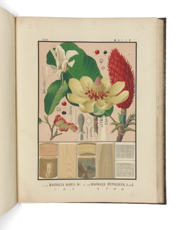 <span class="artist-name-product">SHIRASAWA Yasuyoshi, Homi</span> Iconographie des essences forestières du Japon