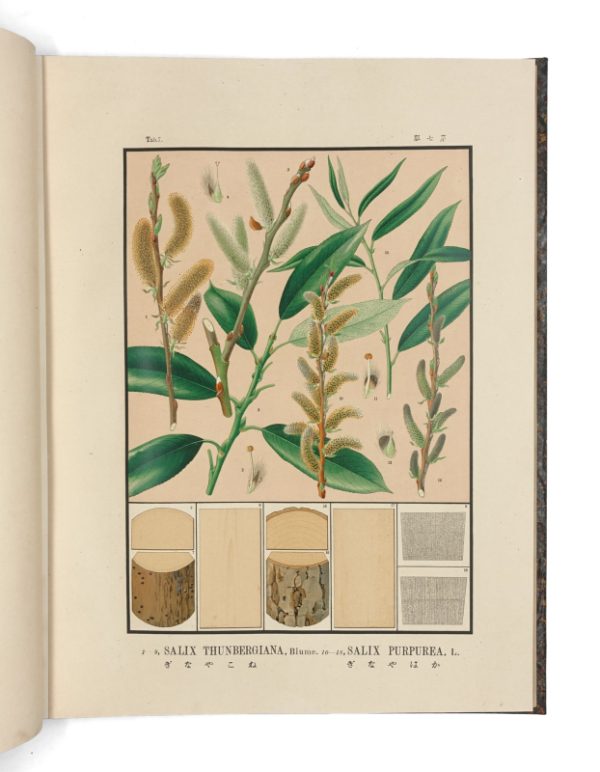 <span class="artist-name-product">SHIRASAWA Yasuyoshi, Homi</span> Iconographie des essences forestières du Japon – Image 5