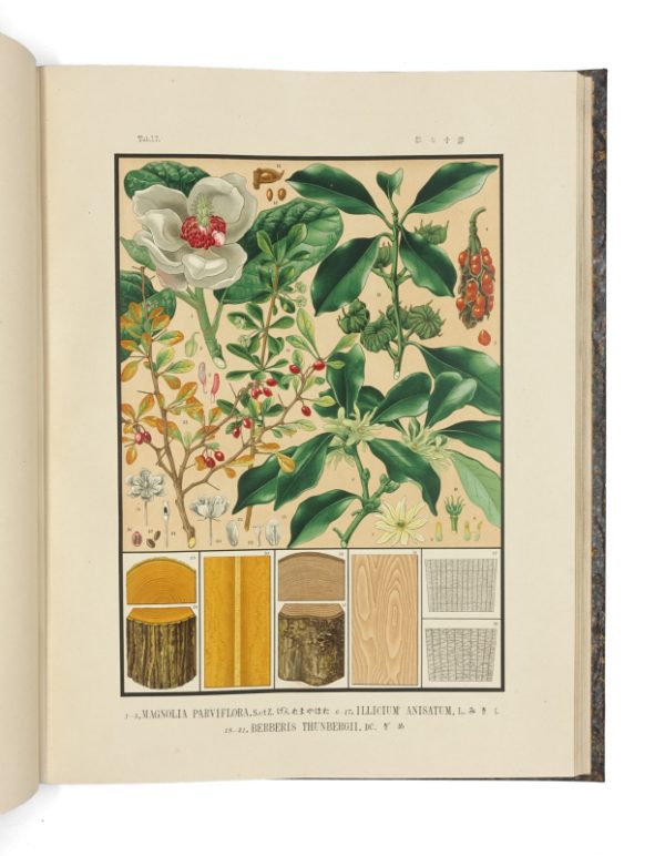 <span class="artist-name-product">SHIRASAWA Yasuyoshi, Homi</span> Iconographie des essences forestières du Japon – Image 6