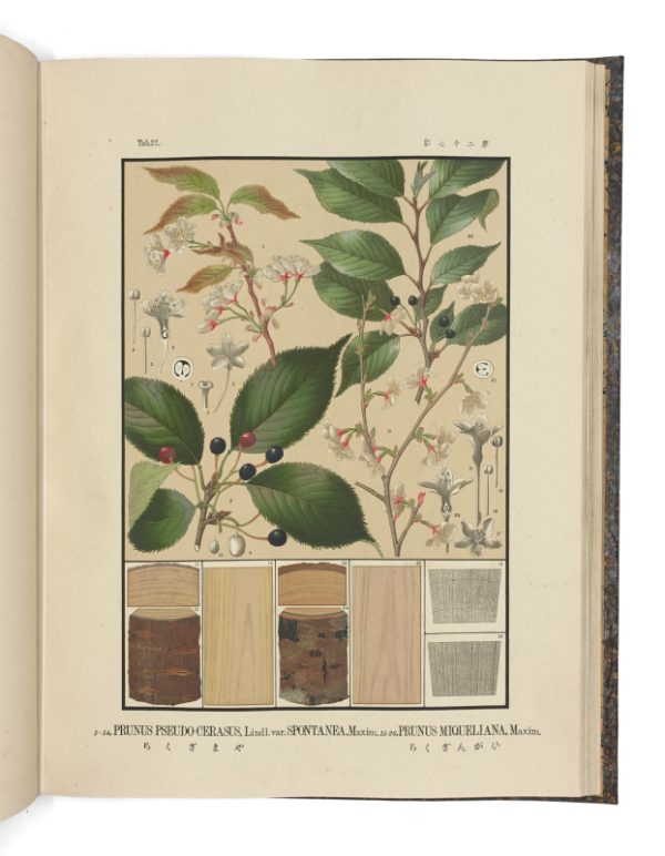 <span class="artist-name-product">SHIRASAWA Yasuyoshi, Homi</span> Iconographie des essences forestières du Japon – Image 8