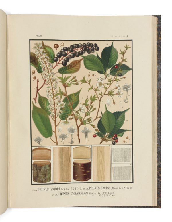 <span class="artist-name-product">SHIRASAWA Yasuyoshi, Homi</span> Iconographie des essences forestières du Japon – Image 9
