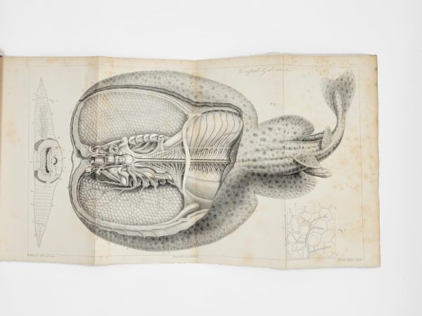 <span class="artist-name-product">MATTEUCCI  Carlo</span> Traité des phénomènes électro-physiologiques des animaux. Suivi d'études anatomiques sur le système nerveux et sur l'organe électrique de la torpille par Paul Salvi. – Image 2