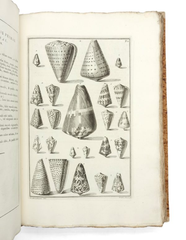 <span class="artist-name-product">GUALTIERI  Niccolo</span> Index testarum Conchyliorum qua adservantur in Museo Nicolai Gualtieri. - Image 4